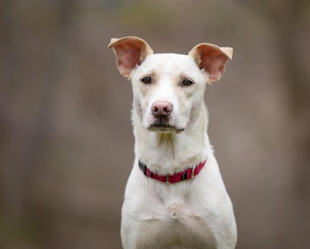 Pepsi the Dog Headshot