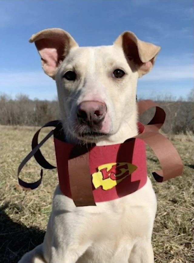 Kansas City Chiefs Collar