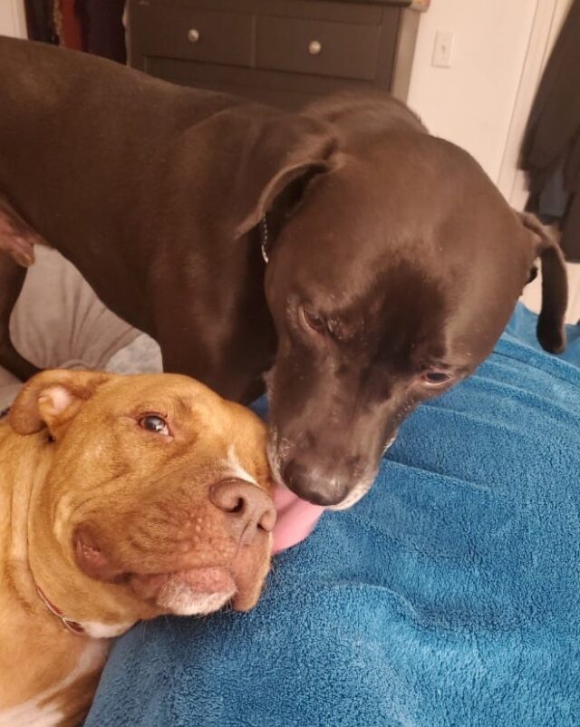 Spero_Kissing_Sassy