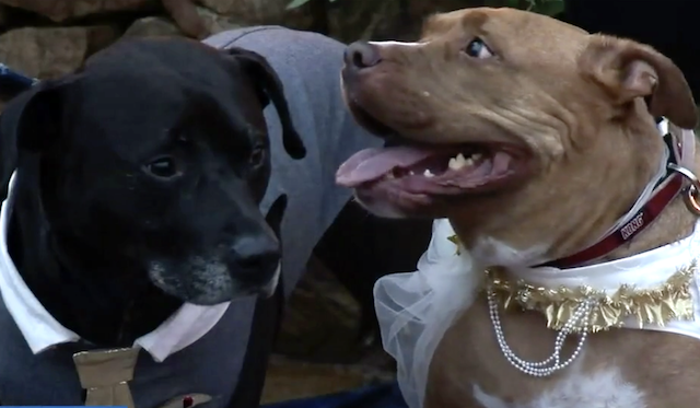 Spero and Sassy Wedding