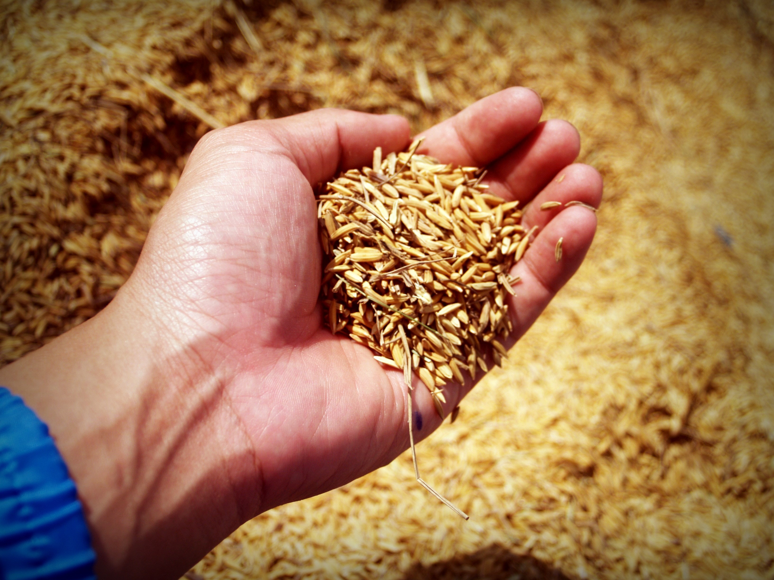 hand-holding-grains