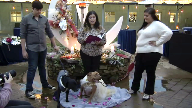 Rescue Dog Wedding