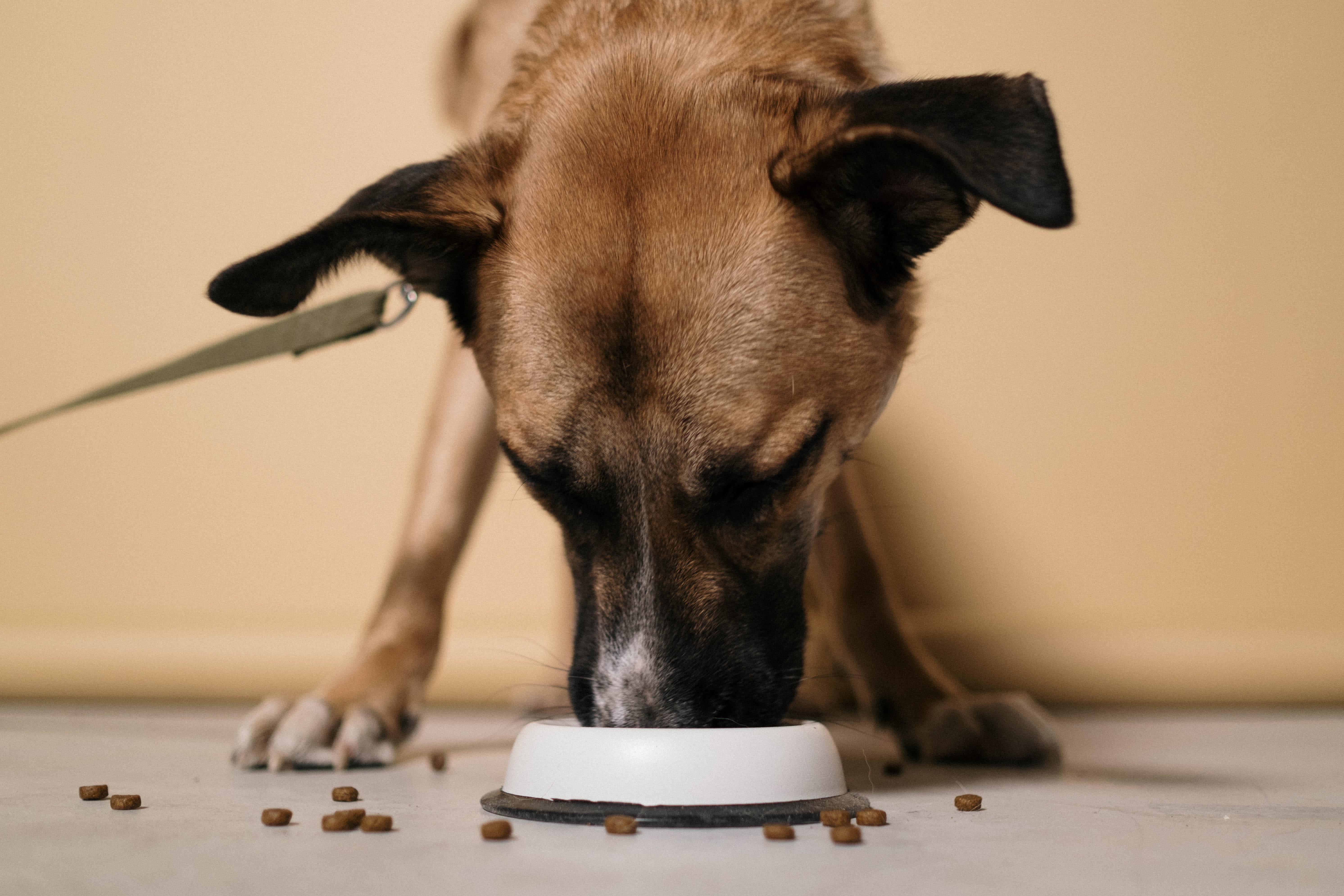 dog-eating-food