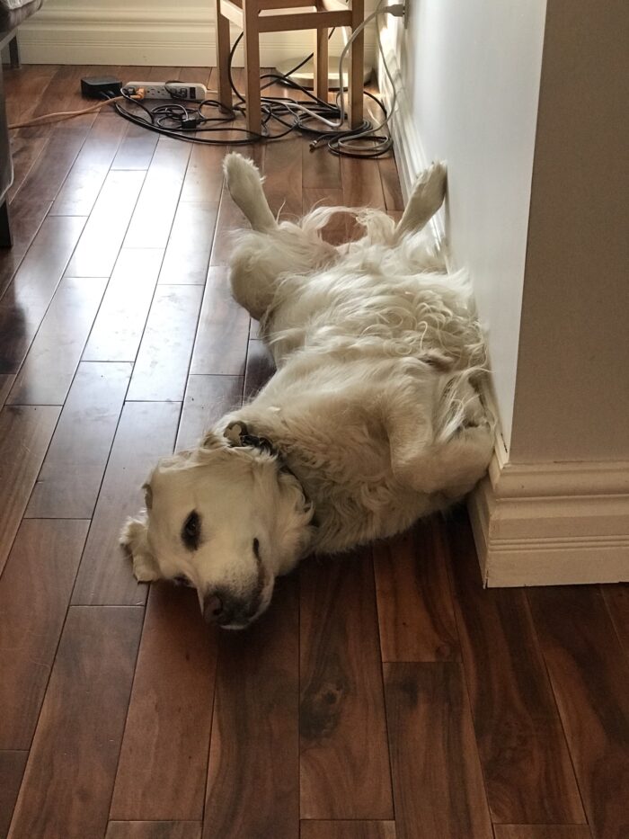 Dog napping by wall