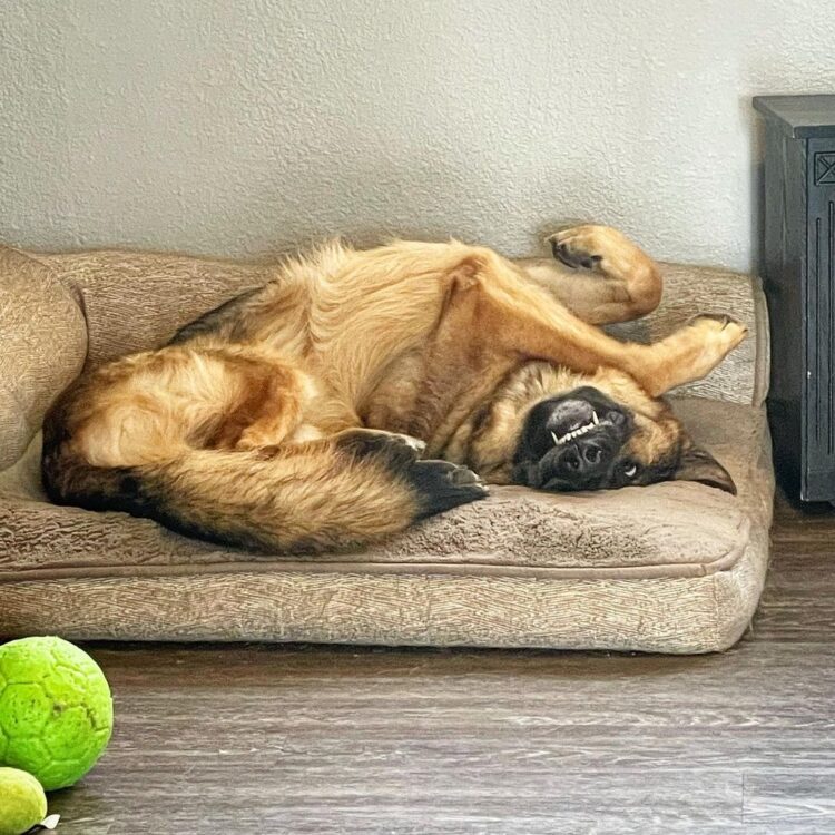 Malfunctioning German Shepherd