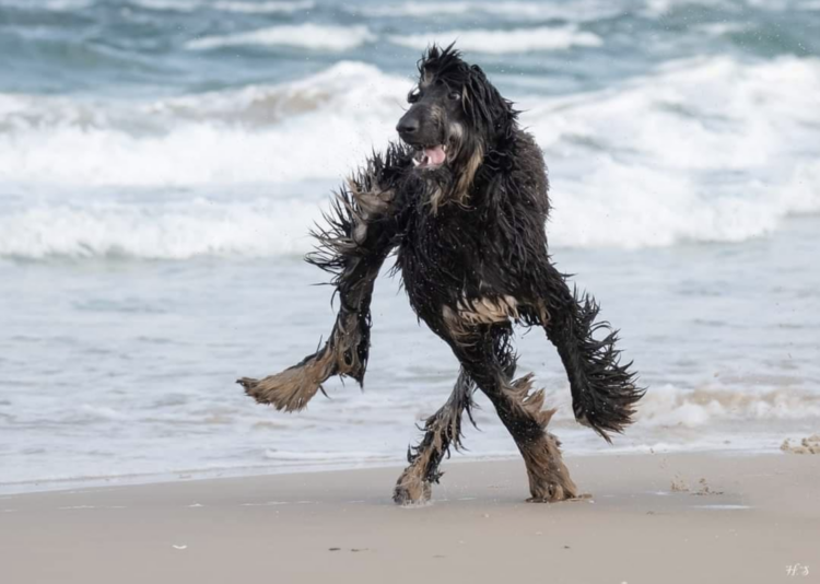 Dog on beach malfunctioning