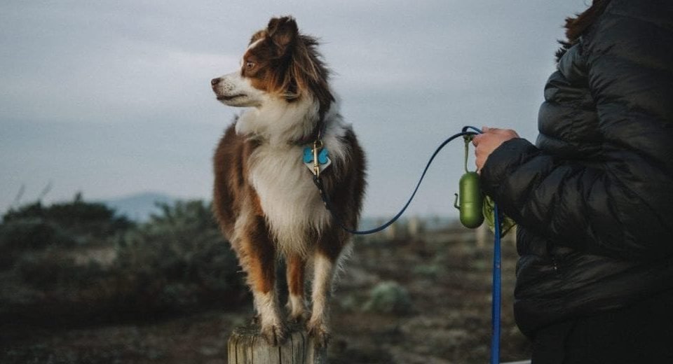 Dog on leash in thunder