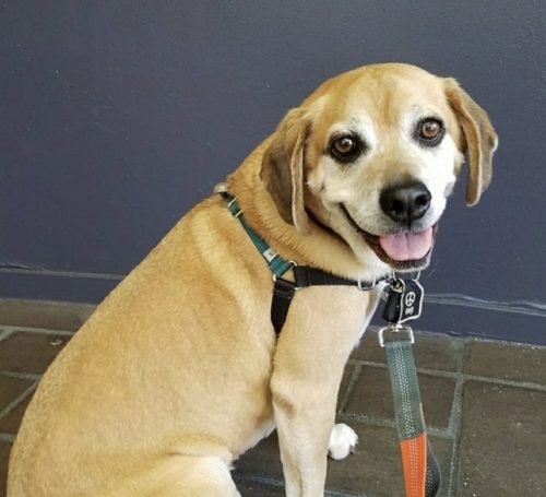 Puggle Budley models the Wonder Walker