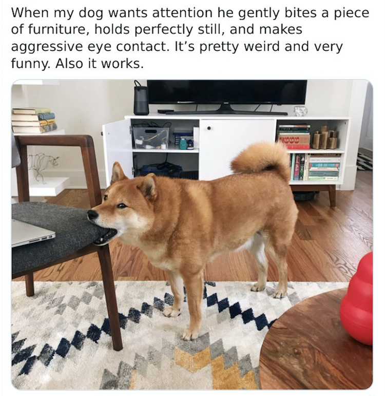 Shiba bites furniture