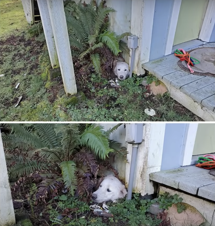 Dog stuck in garden