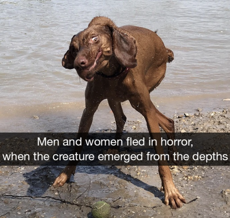Dog lake monster
