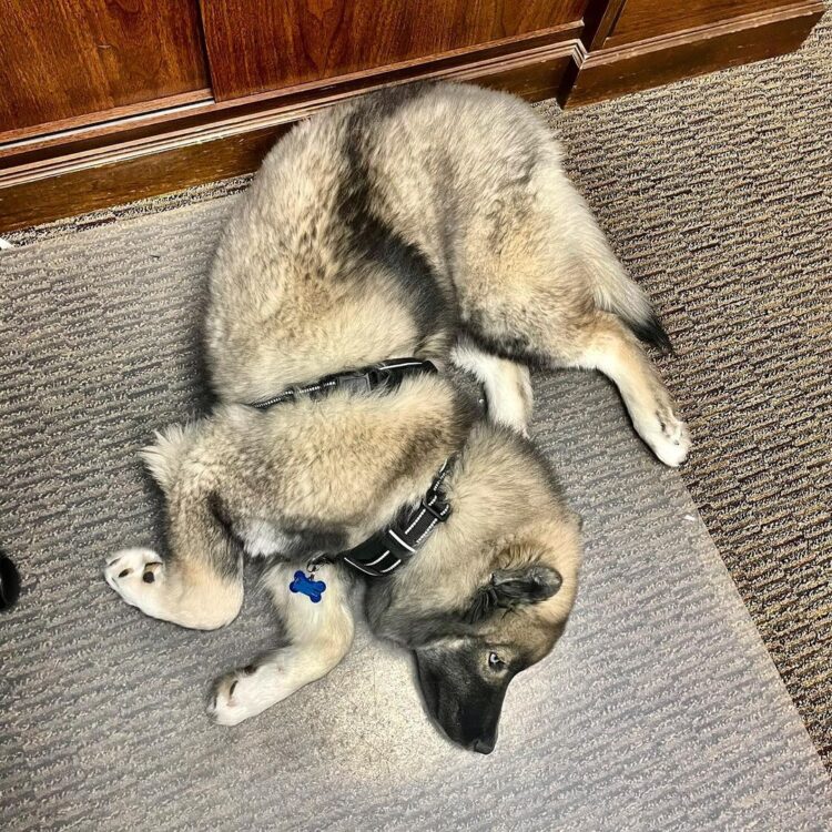 Dog folded in half