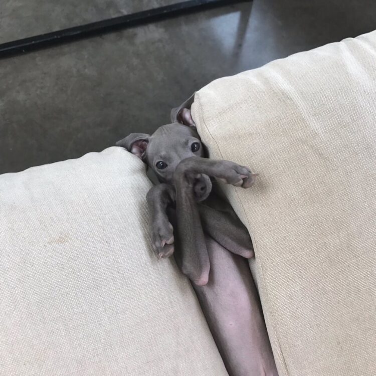 Dog between couch cushions