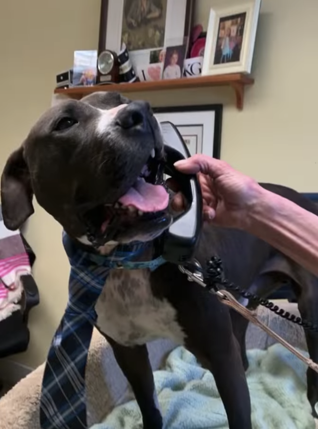 Pit Bull Making Phone Calls