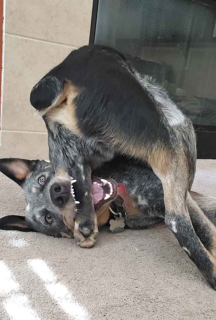 Dog grabs leg