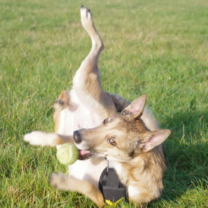 Dog falling over
