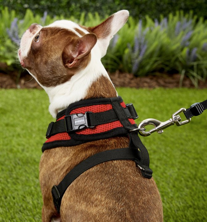 French Bulldog in red Puppia dog harness