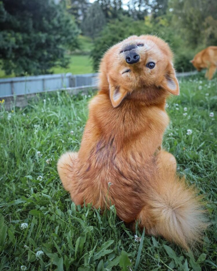 Finnish Spitz winking