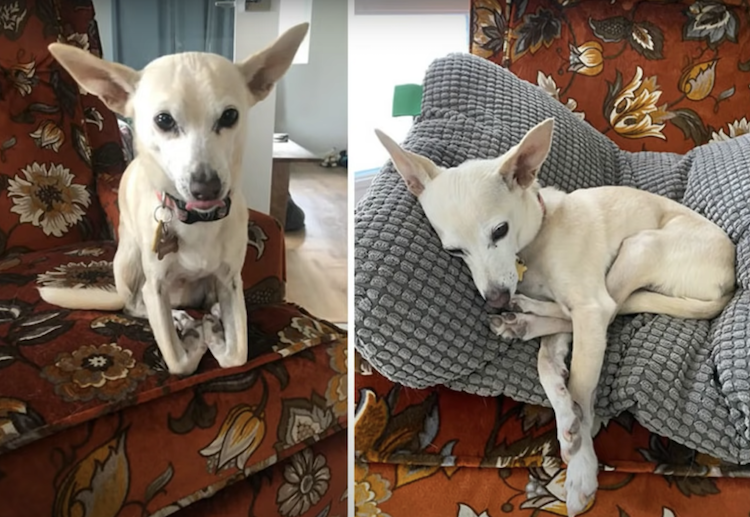 Chihuahua long legs