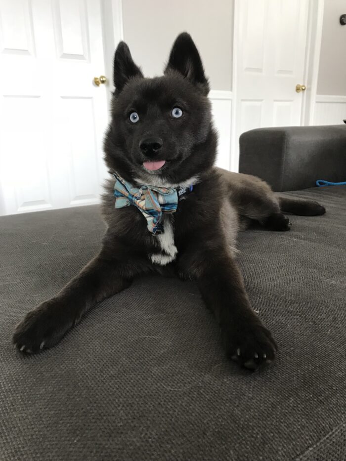 Dog silly expression