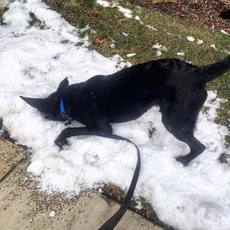 Dog face in snow