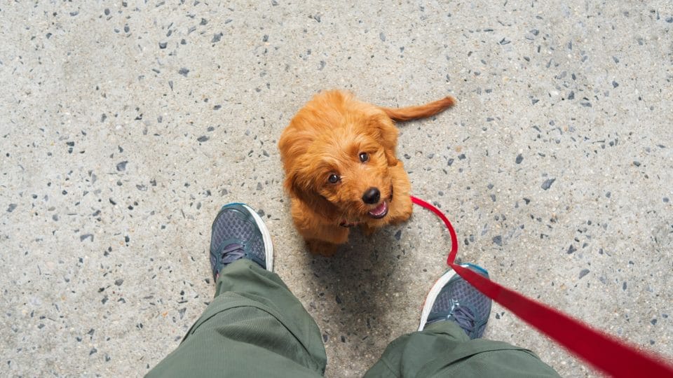 goldendoodle puppy waits for a treat