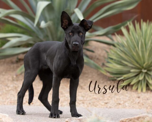 Ursula adoptable puppy