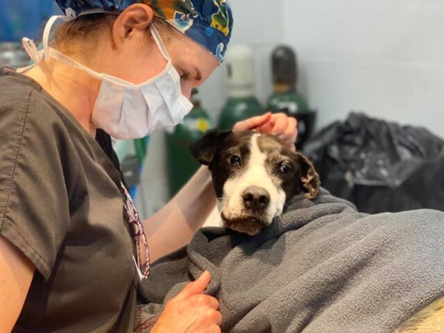 Vet caring for Smiley