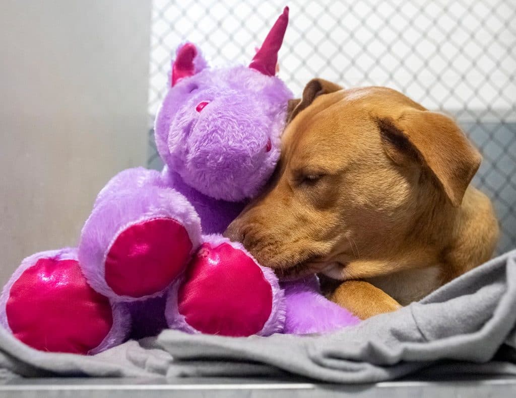 Sisu snuggling with his purple unicorn