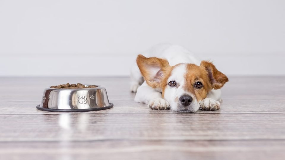 canned food for dogs