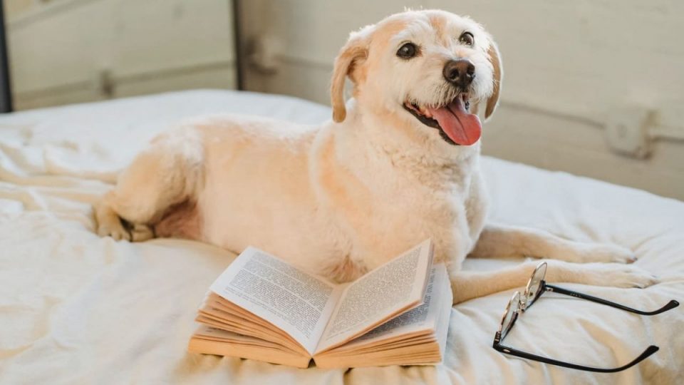 dog on bed with training book and glasses