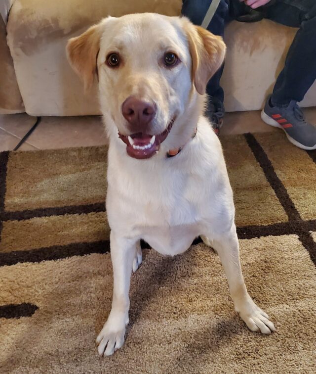 Lab abandoned in desert