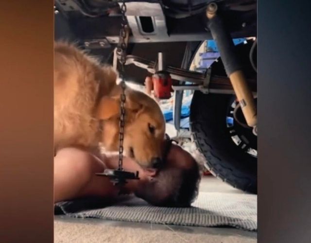 golden retriever photo