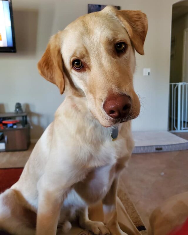 Labrador Retriever head tilt