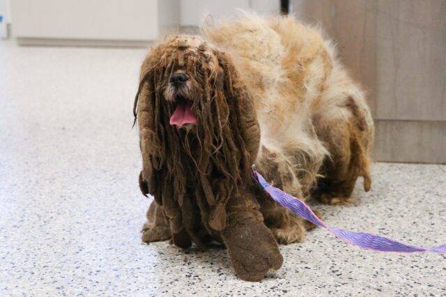 Severely matted Shih Tzu