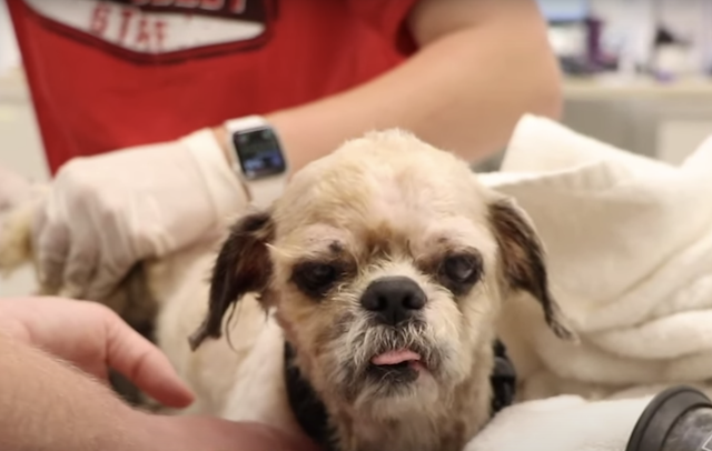 Shih Tzu being shaved