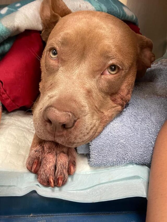 Pit Bull survives stab wounds