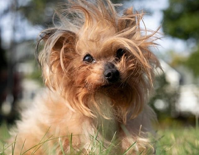 grumpy dog in morning