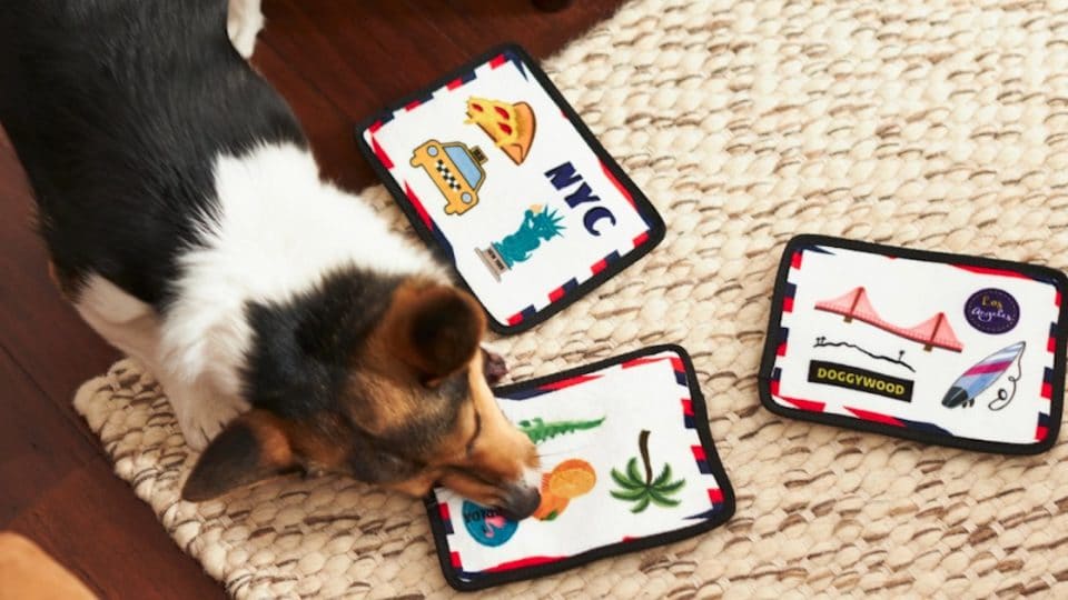 Dog plays with plush postcard toys