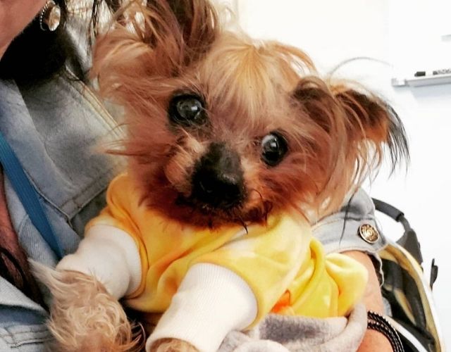 grumpy dog in morning