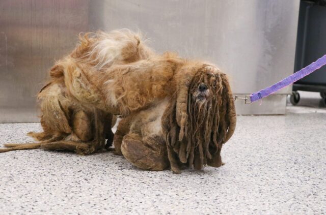 Simon the matted Shih Tzu