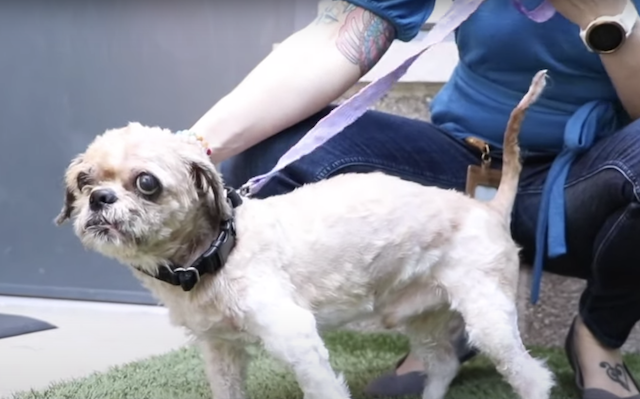 Matted Shih Tzu transformation