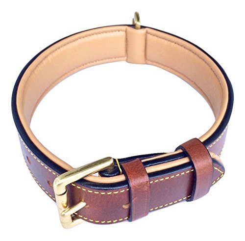 brown leather padded dog collar