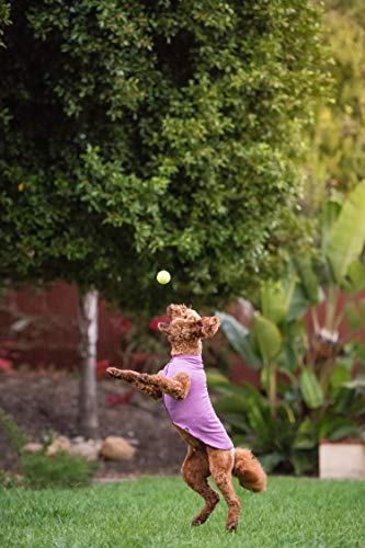 dog jumping to catch ball in pink Amazon Gold Paw sun shield summer dog top