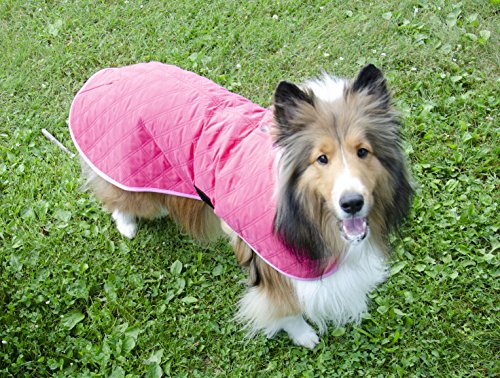 Collie wearing pink Derby Originals jacket