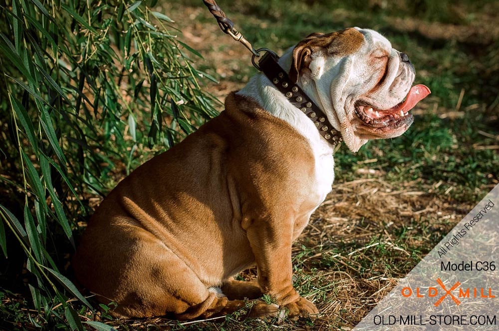English Bulldog wearing brass-studded leather collar