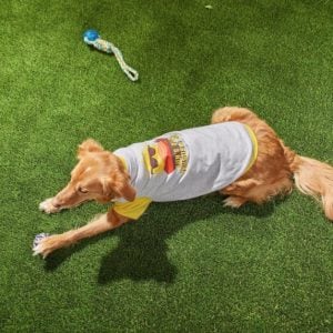 dog lying down wearing Frisco Sun's Out Tongue's Out Dog T-Shirt with sun wearing sunglasses behind desert scene graphic