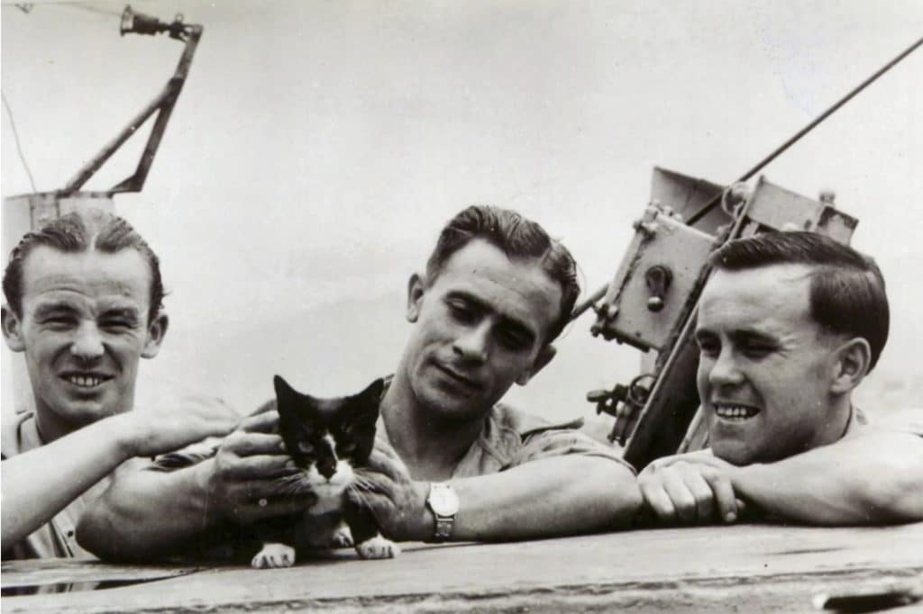 Simon the cat aboard the HMS Amethyst. 