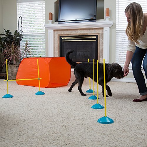 Woman leads her dog through indoor agility poles with treat