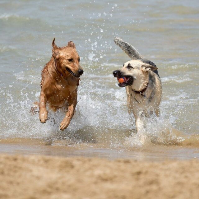 Dogs running in water